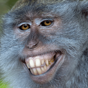 Desarrolla tu Animal Espiritual con esta App