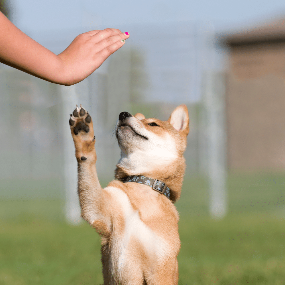 La Mejor App para Entrenar a Tu Cachorro y Perro