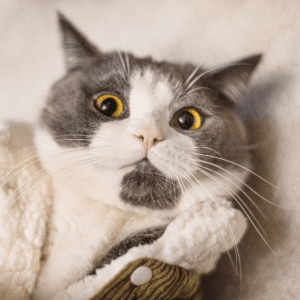 Adopción de Mascotas: Encuentra Tu Compañero Ideal