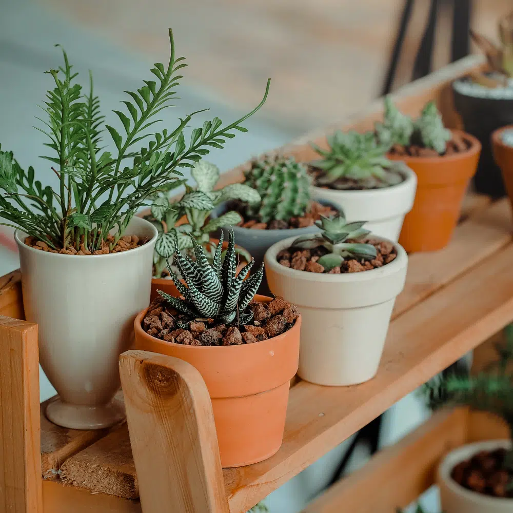 Explorando la Naturaleza con la Tecnología