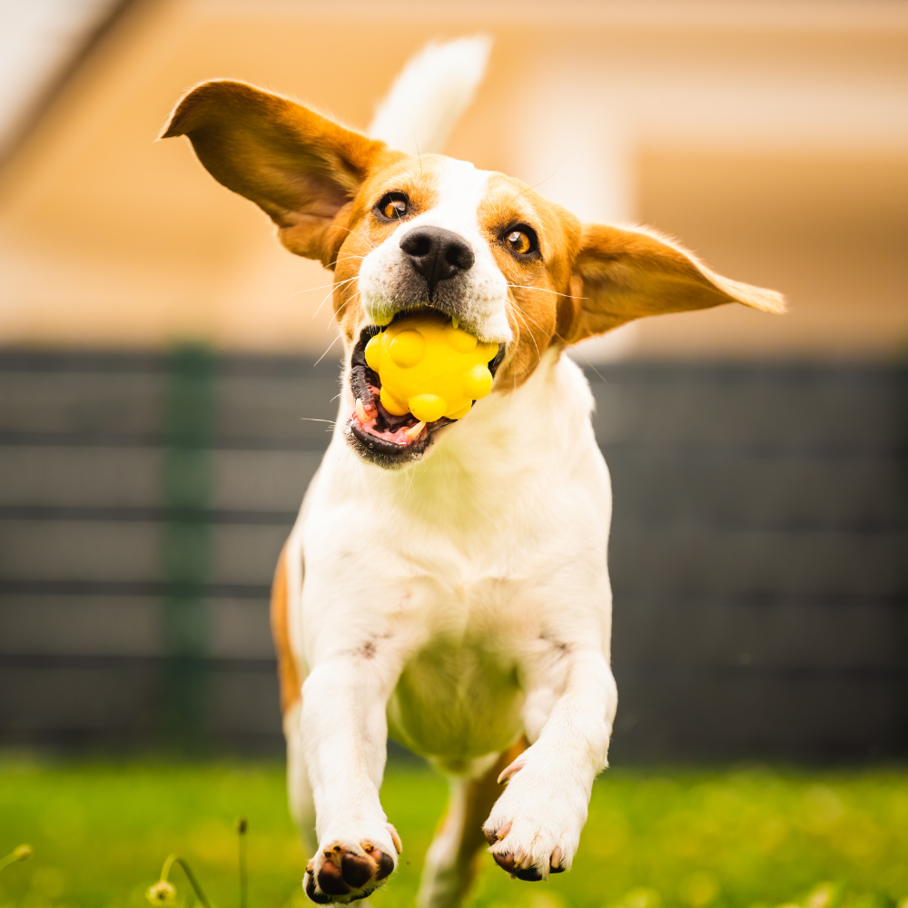 Entrena a tu Cachorro como un Profesional