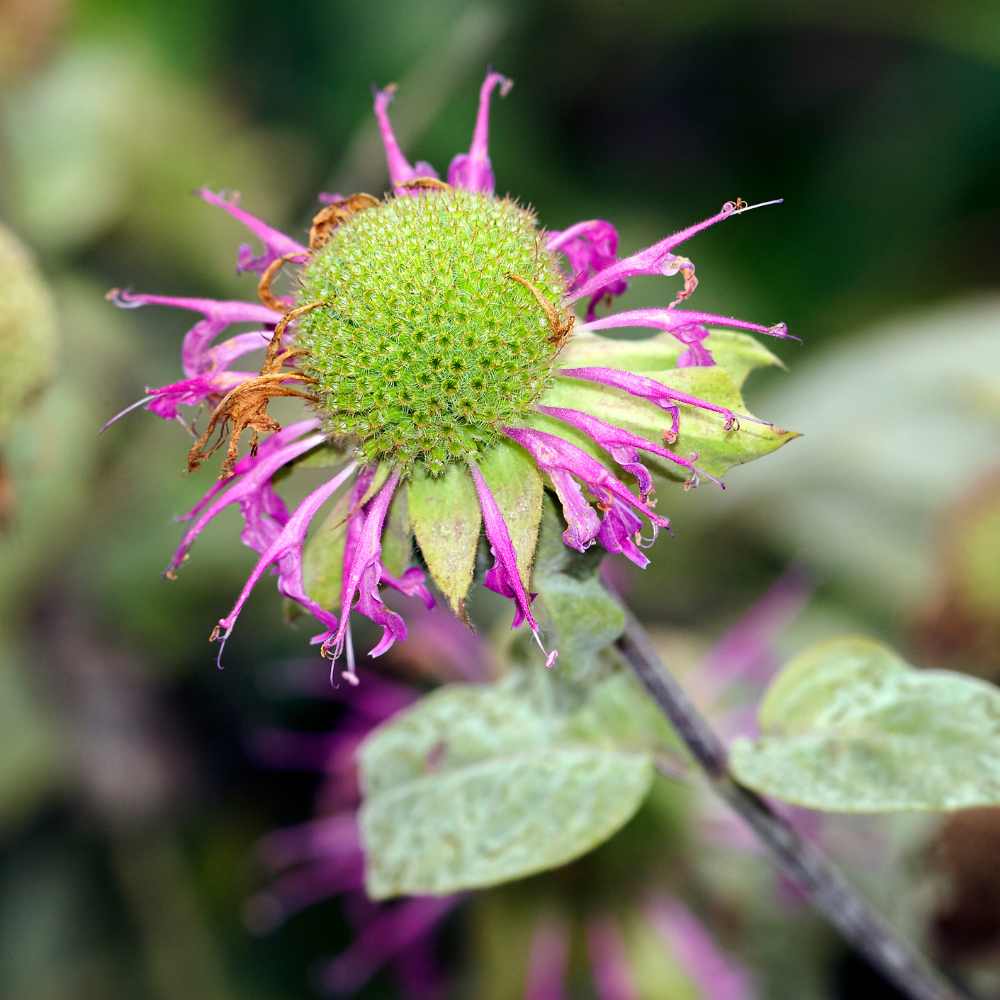 Descubre el Secreto de las Plantas con tu Teléfono