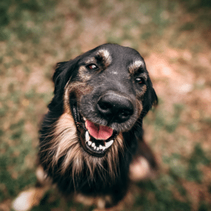 Entiende a tu Perro Como Nunca Antes