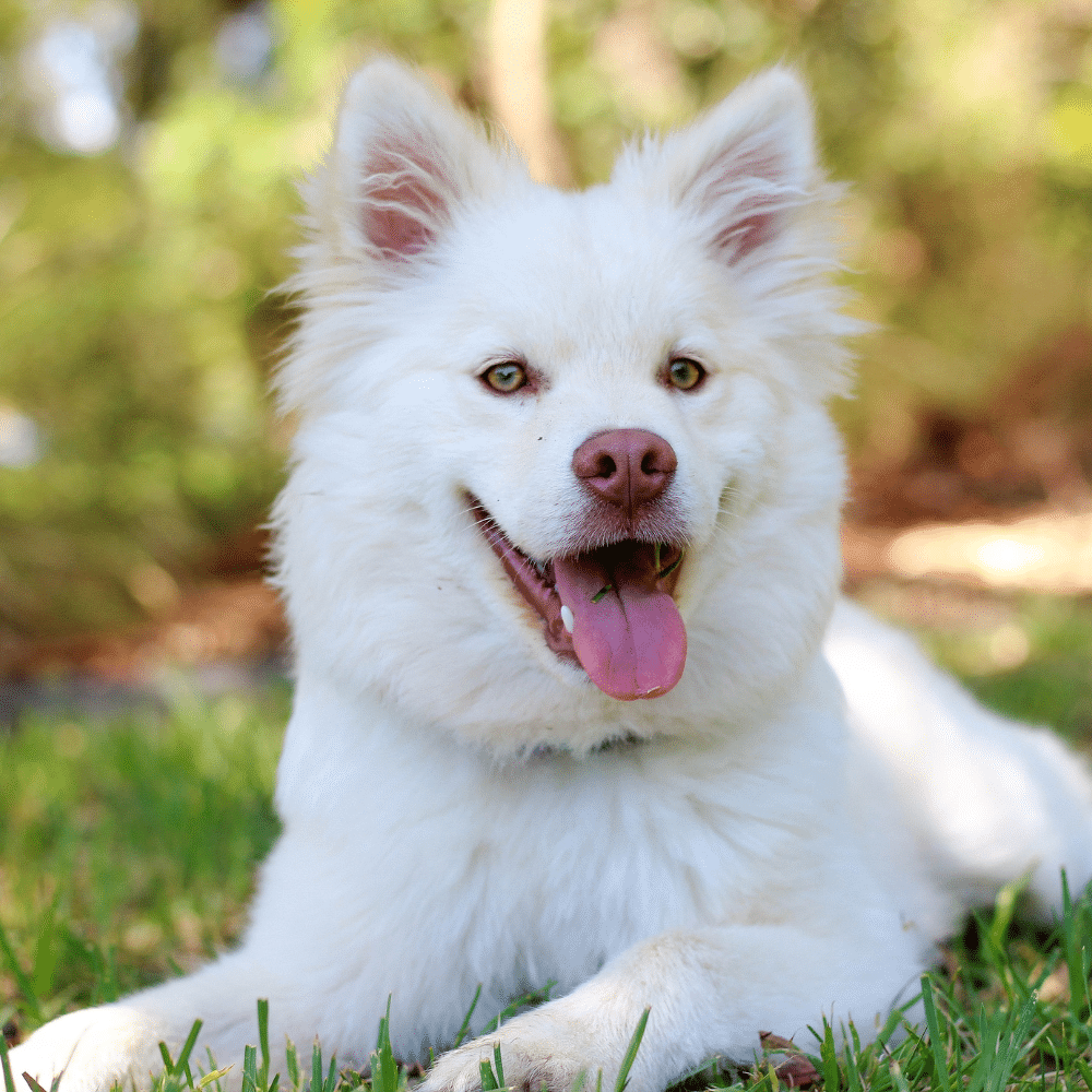 Aplicaciones de Traducción para Perros y Gatos