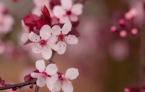 Aplicaciones de jardinería que facilitan el cuidado de las plantas